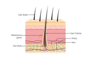 What Makes Your Hair Grow?